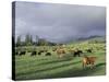 Cows Grazing in Lush Fields, Hana, Maui, Hawaii, USA-Merrill Images-Stretched Canvas