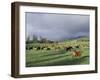 Cows Grazing in Lush Fields, Hana, Maui, Hawaii, USA-Merrill Images-Framed Photographic Print