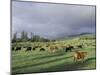 Cows Grazing in Lush Fields, Hana, Maui, Hawaii, USA-Merrill Images-Mounted Photographic Print