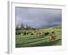 Cows Grazing in Lush Fields, Hana, Maui, Hawaii, USA-Merrill Images-Framed Photographic Print