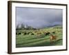 Cows Grazing in Lush Fields, Hana, Maui, Hawaii, USA-Merrill Images-Framed Photographic Print