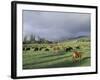 Cows Grazing in Lush Fields, Hana, Maui, Hawaii, USA-Merrill Images-Framed Photographic Print