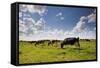 Cows Grazing in the Dutch Countryside Near the Town of Holysloot North of Amsterdam, Netherlands-Carlo Acenas-Framed Stretched Canvas