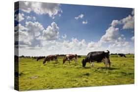 Cows Grazing in the Dutch Countryside Near the Town of Holysloot North of Amsterdam, Netherlands-Carlo Acenas-Stretched Canvas