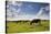 Cows Grazing in the Dutch Countryside Near the Town of Holysloot North of Amsterdam, Netherlands-Carlo Acenas-Stretched Canvas