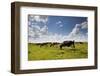 Cows Grazing in the Dutch Countryside Near the Town of Holysloot North of Amsterdam, Netherlands-Carlo Acenas-Framed Photographic Print