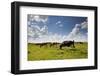 Cows Grazing in the Dutch Countryside Near the Town of Holysloot North of Amsterdam, Netherlands-Carlo Acenas-Framed Photographic Print