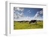 Cows Grazing in the Dutch Countryside Near the Town of Holysloot North of Amsterdam, Netherlands-Carlo Acenas-Framed Photographic Print