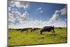 Cows Grazing in the Dutch Countryside Near the Town of Holysloot North of Amsterdam, Netherlands-Carlo Acenas-Mounted Photographic Print