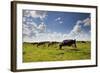 Cows Grazing in the Dutch Countryside Near the Town of Holysloot North of Amsterdam, Netherlands-Carlo Acenas-Framed Photographic Print