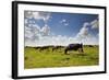 Cows Grazing in the Dutch Countryside Near the Town of Holysloot North of Amsterdam, Netherlands-Carlo Acenas-Framed Photographic Print