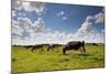 Cows Grazing in the Dutch Countryside Near the Town of Holysloot North of Amsterdam, Netherlands-Carlo Acenas-Mounted Photographic Print