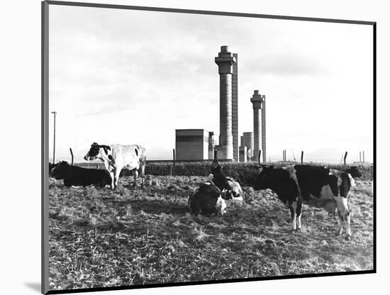 Cows Grazing Near Nuclear Power Plant-null-Mounted Photographic Print