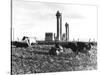 Cows Grazing Near Nuclear Power Plant-null-Stretched Canvas