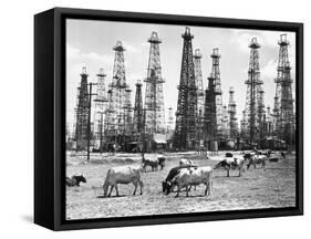 Cows Grazing near Oil Wells-null-Framed Stretched Canvas