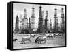 Cows Grazing near Oil Wells-null-Framed Stretched Canvas