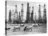 Cows Grazing near Oil Wells-null-Stretched Canvas