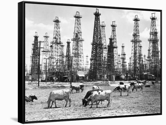 Cows Grazing near Oil Wells-null-Framed Stretched Canvas