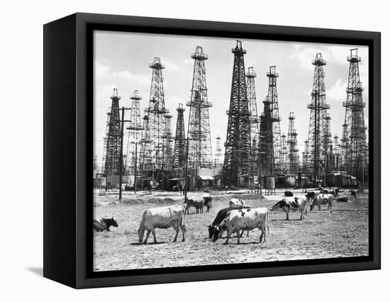 Cows Grazing near Oil Wells-null-Framed Stretched Canvas