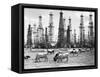 Cows Grazing near Oil Wells-null-Framed Stretched Canvas