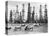 Cows Grazing near Oil Wells-null-Stretched Canvas