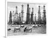 Cows Grazing near Oil Wells-null-Framed Photographic Print