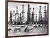 Cows Grazing near Oil Wells-null-Framed Photographic Print