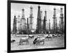 Cows Grazing near Oil Wells-null-Framed Photographic Print