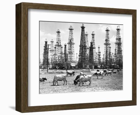 Cows Grazing near Oil Wells-null-Framed Photographic Print