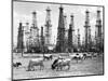 Cows Grazing near Oil Wells-null-Mounted Photographic Print