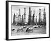 Cows Grazing near Oil Wells-null-Framed Photographic Print