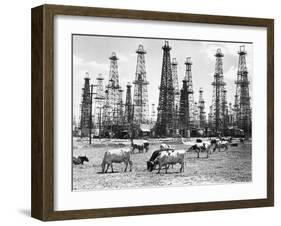 Cows Grazing near Oil Wells-null-Framed Photographic Print