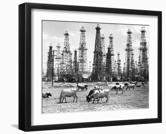 Cows Grazing near Oil Wells-null-Framed Photographic Print