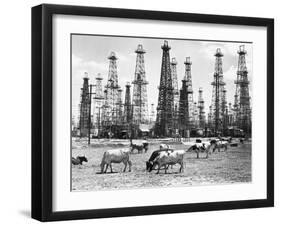 Cows Grazing near Oil Wells-null-Framed Photographic Print