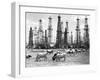 Cows Grazing near Oil Wells-null-Framed Photographic Print