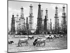 Cows Grazing near Oil Wells-null-Mounted Photographic Print