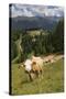 Cows Grazing Near the Rosengarten Mountains in the Dolomites Near Canazei-Martin Child-Stretched Canvas