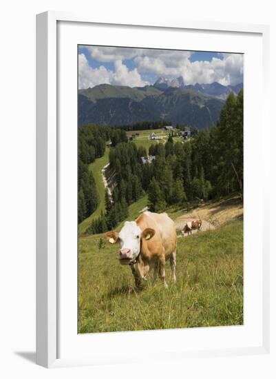 Cows Grazing Near the Rosengarten Mountains in the Dolomites Near Canazei-Martin Child-Framed Photographic Print