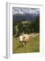 Cows Grazing Near the Rosengarten Mountains in the Dolomites Near Canazei-Martin Child-Framed Photographic Print