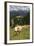 Cows Grazing Near the Rosengarten Mountains in the Dolomites Near Canazei-Martin Child-Framed Photographic Print