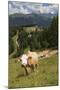 Cows Grazing Near the Rosengarten Mountains in the Dolomites Near Canazei-Martin Child-Mounted Photographic Print