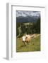 Cows Grazing Near the Rosengarten Mountains in the Dolomites Near Canazei-Martin Child-Framed Photographic Print