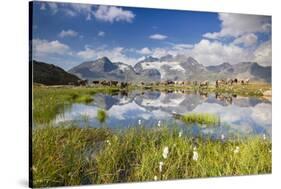 Cows grazing on green pastures surrounding the alpine lake, Val Bugliet, Canton of Graubunden, Enga-Roberto Moiola-Stretched Canvas