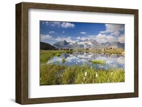 Cows grazing on green pastures surrounding the alpine lake, Val Bugliet, Canton of Graubunden, Enga-Roberto Moiola-Framed Photographic Print