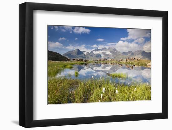 Cows grazing on green pastures surrounding the alpine lake, Val Bugliet, Canton of Graubunden, Enga-Roberto Moiola-Framed Photographic Print