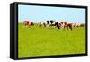 Cows Grazing on Pasture-Liang Zhang-Framed Stretched Canvas