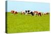 Cows Grazing on Pasture-Liang Zhang-Stretched Canvas