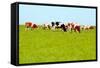 Cows Grazing on Pasture-Liang Zhang-Framed Stretched Canvas