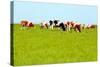 Cows Grazing on Pasture-Liang Zhang-Stretched Canvas