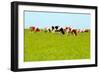 Cows Grazing on Pasture-Liang Zhang-Framed Photographic Print